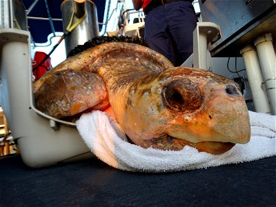 Tammy, a 252-lb Loggerhead Turtle, was spotted by members of the 154-foot Coast Guard Cutter Lawrence Lawson approximately 3-miles off Cape Henlopen, Delaware, Monday, June 12, 2017. Crewmembers noted