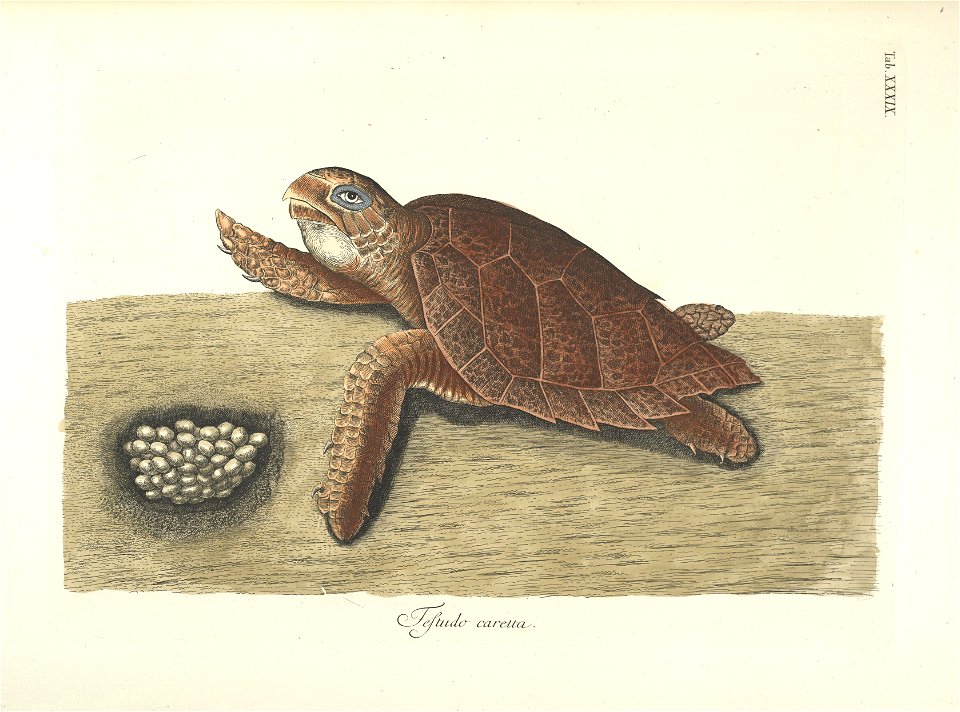 Piscium, serpentum, insectorum, aliorumque nonnullorum animalum nec non plantarum quarundam imagines :quas Marcus Catesby in posteriore parte splendidi illius operis quo Carolinae Floridae et Bahamens