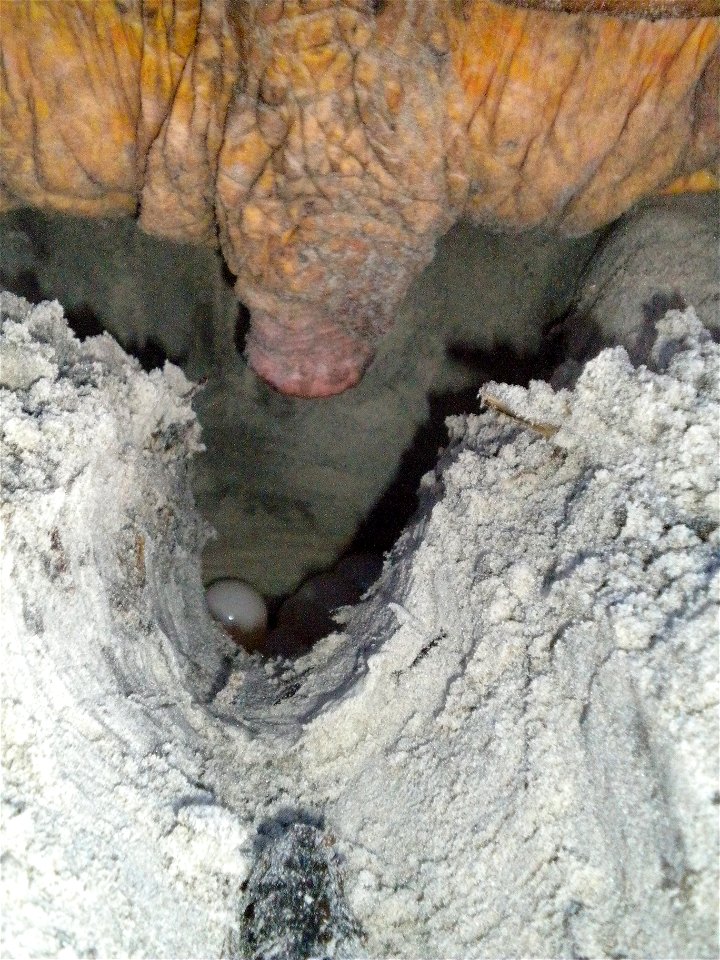 July 17, 2012 - Blackbeard Island, GA
This dawn nester on Blackbeard Island lays her eggs in the sand after "body pitting" and digging an inverted light bulb shaped nest. "Body pitting" is when the fe