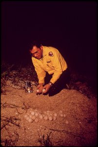 JIM WALTER, NATURALIST WITH EVERGLADES NATIONAL PARK COUNTS LOGGERHEAD TURTLE EGGS AND RE-SETS THE NEST photo