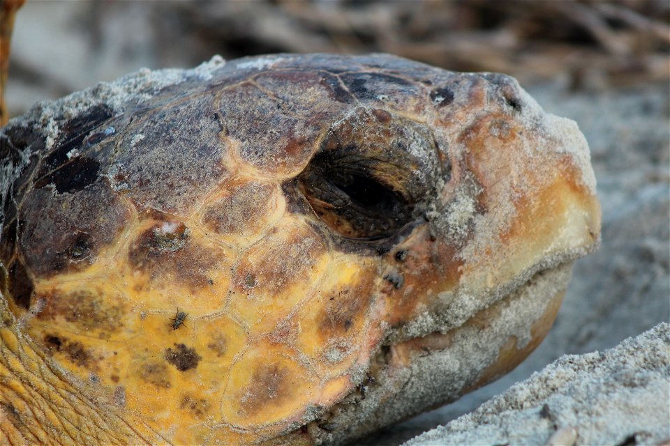 July 17, 2012 - Blackbeard Island, GA
The mother Loggerhead cries salt water tears as she lays her eggs in the white sands on Blackbeard Island. She will never again return to check on her eggs, but m