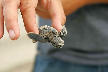 Image title: Baby loggerhead turtle at night close up
Image from Public domain images website, http://www.public-domain-image.com/full-image/fauna-animals-public-domain-images-pictures/reptiles-and-am