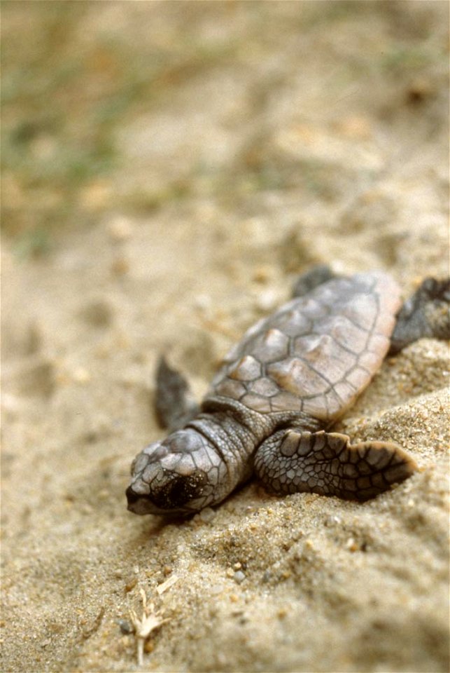 A baby Loggerhead Sea Turtle