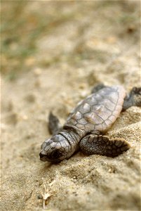 A baby Loggerhead Sea Turtle