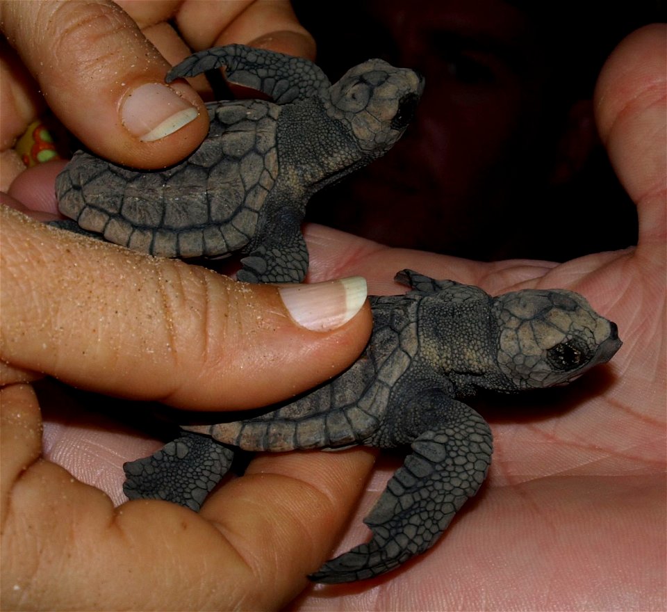 Baby Loggerhead turtles (Caretta caretta) from Mon Repos beach in Bundaburg QLD Australia