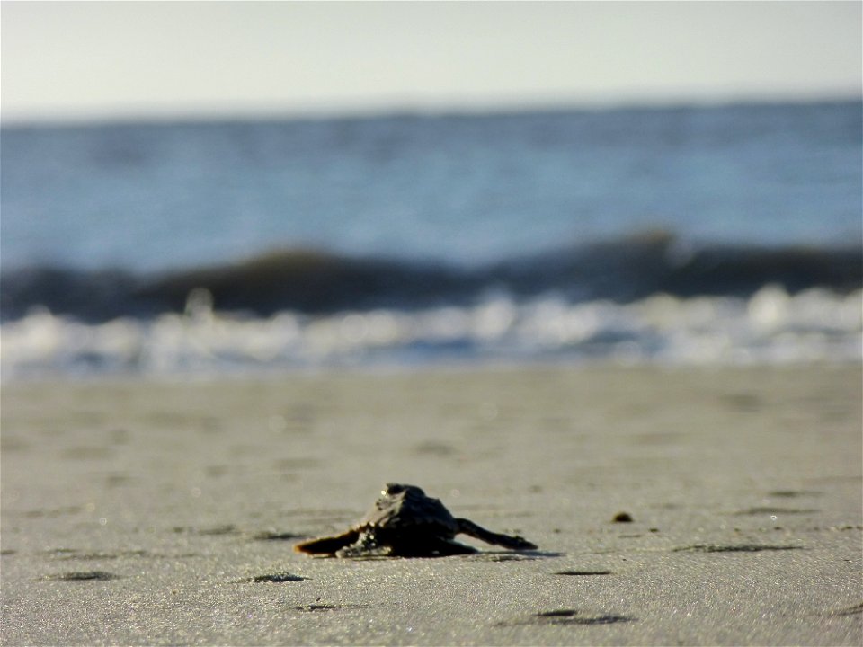 July 24, 2012- Blackbeard Island, GA
Our perspective of the turtle's voyage.

Credit: USFWS/Becky Skiba