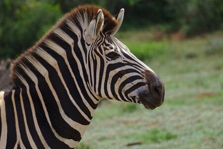 Addo elephant national