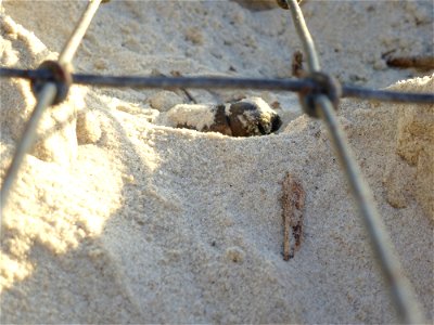 July 24, 2012- Blackbeard Island, GA
The first hatchling of the nest emerges from a dimple in the silky sand to find a brand new day.

Credit: USFWS/Becky Skiba