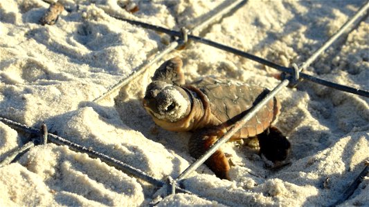 July 24, 2012- Blackbeard Island, GA
It's hatchling season! The babies are emerging and ready to tackle the many challenges that come their way! This little Loggerhead is the first one out of the nest