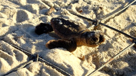 July 24, 2012- Blackbeard Island, GA
This Loggerhead baby is taking his time to adjust to his new surroundings and strengthen his muscles before his long journey to the middle of the Atlantic. Once in