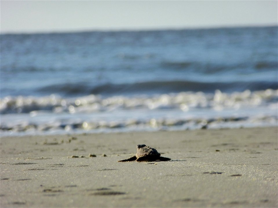 July 24, 2012- Blackbeard Island, GA
See how faint the trail is that he leaves behind?

Credit: USFWS/Becky Skiba