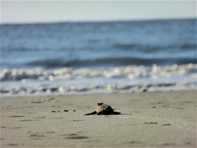 July 24, 2012- Blackbeard Island, GA
See how faint the trail is that he leaves behind?

Credit: USFWS/Becky Skiba