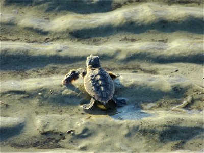 July 24, 2012- Blackbeard Island, GA
Closeup of a hatchling sliding over the ripples of a tide pool. This is his first comparison to the waves that await him.

Credit: USFWS/Becky Skiba