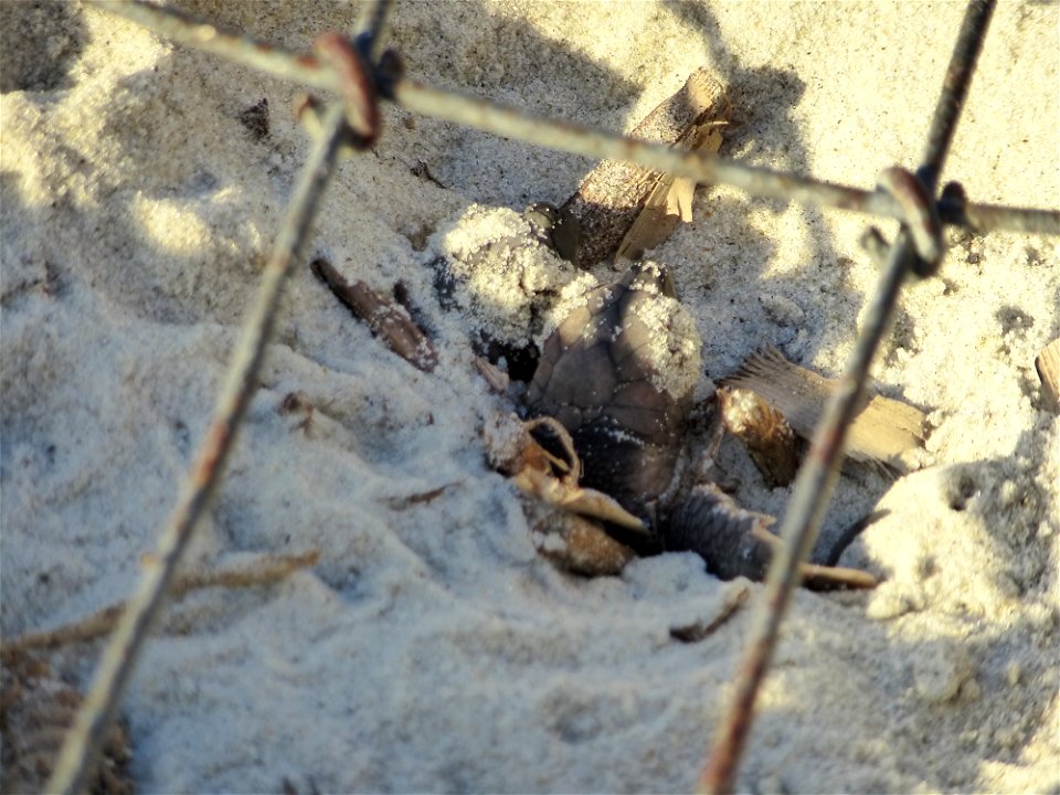 July 24, 2012- Blackbeard Island, GA
Good morning! The hatchlings use the limited space in the "neck" of the lighbulb shaped nest and each others' backs to squeeze and climb out of the chamber. 

Cred