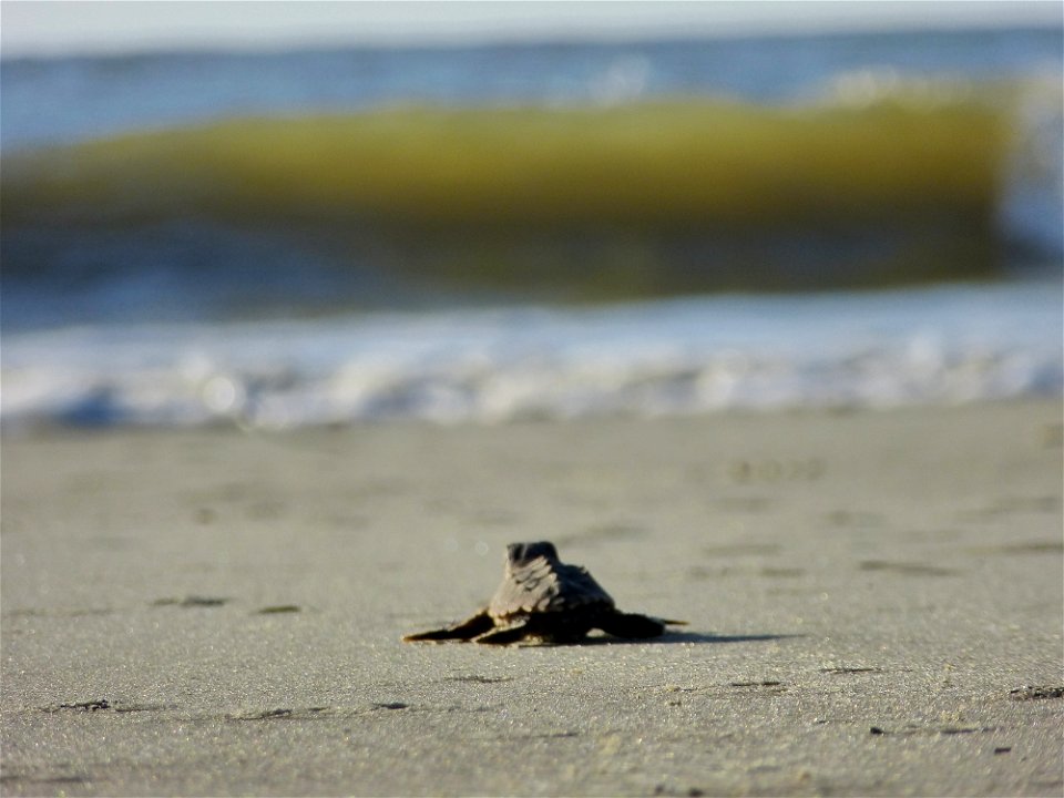 July 24, 2012- Blackbeard Island, GA
Getting closer!

Credit: USFWS/Becky Skiba