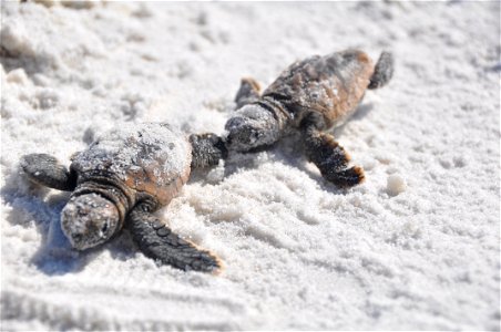 From the My Public Lands Magazine, Spring 2015: Turning the Tides The 'Call of the Seas' draws people, sea turtles and beach mice. story by Shayne Banks, BLM Eastern States Read the magazine: on.doi photo