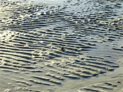 July 24, 2012- Blackbeard Island, GA
Hard to find in the mixed texture of the wet sand.

Credit: USFWS/Becky Skiba