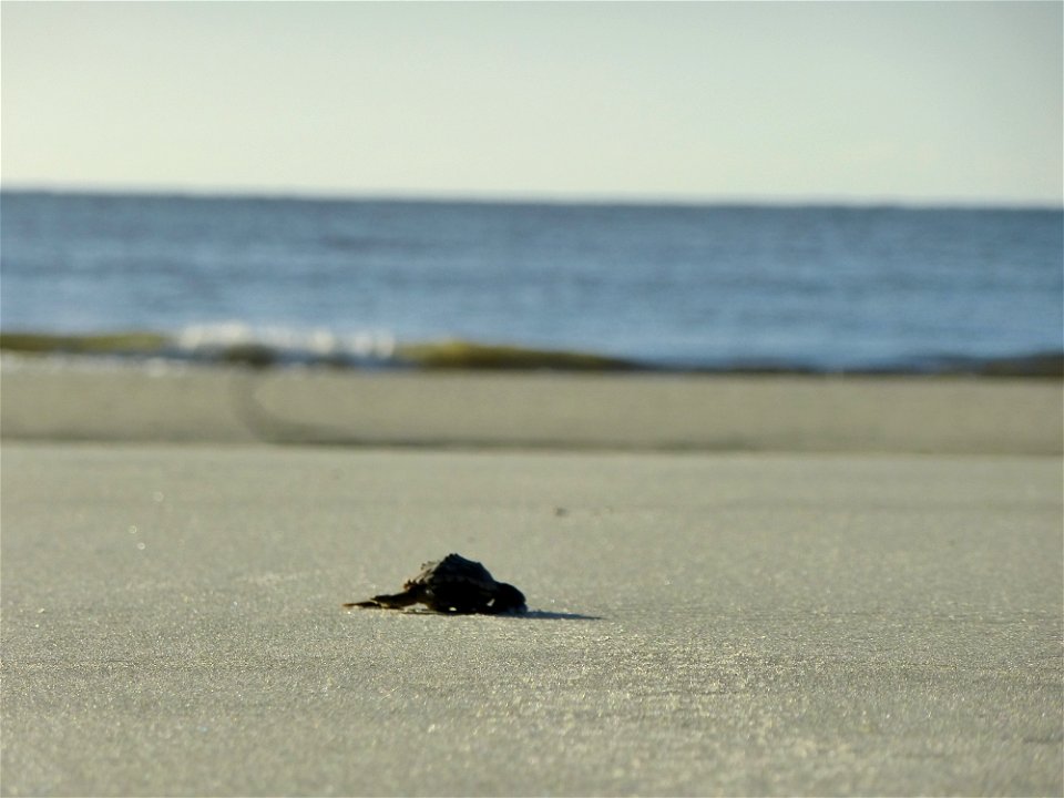 July 24, 2012- Blackbeard Island, GA
Long way to go...

Credit: USFWS/Becky Skiba