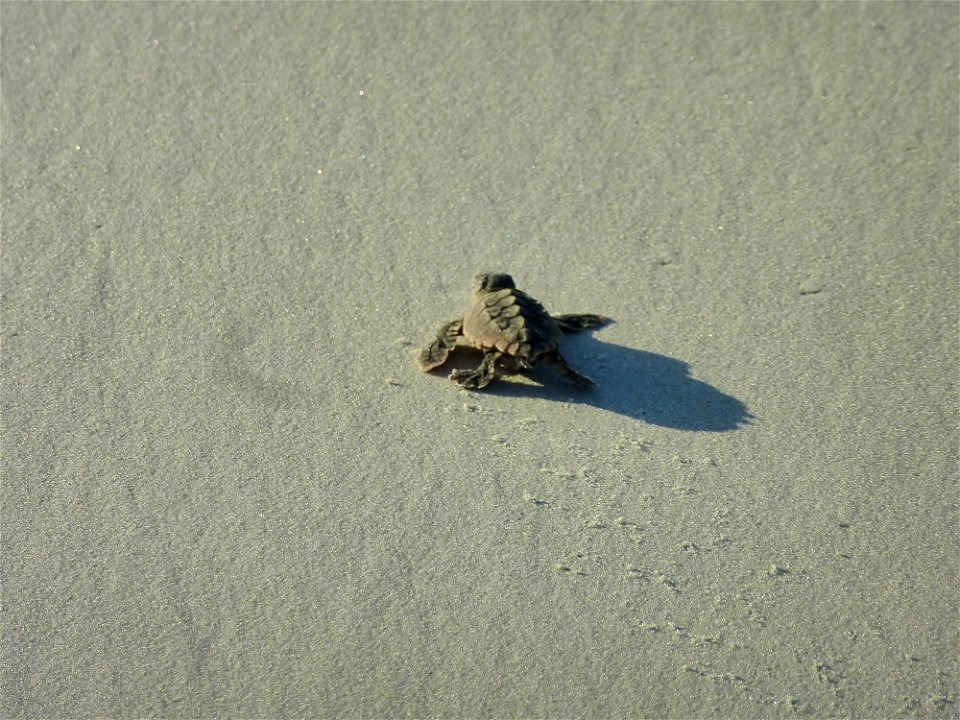 July 24, 2012- Blackbeard Island, GA
The turtle leaves behind tiny scratches in the sand as it wobbles its way to the sea.

Credit: USFWS/Becky Skiba