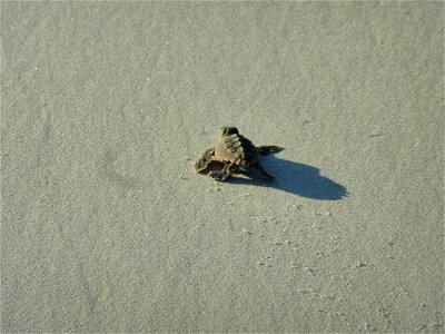 July 24, 2012- Blackbeard Island, GA The turtle leaves behind tiny scratches in the sand as it wobbles its way to the sea. Credit: USFWS/Becky Skiba photo