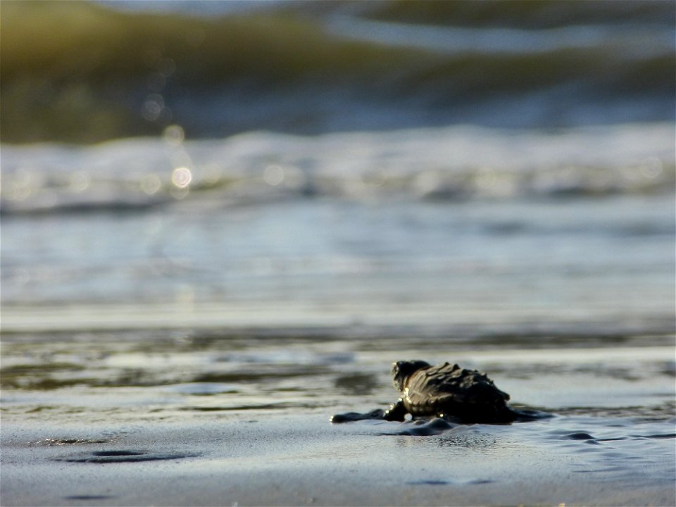 July 24, 2012- Blackbeard Island, GA
This hatchling has already made it farther in life than a lot of his siblings and peers. His egg developed successfully without mutations. He has overcome the thre