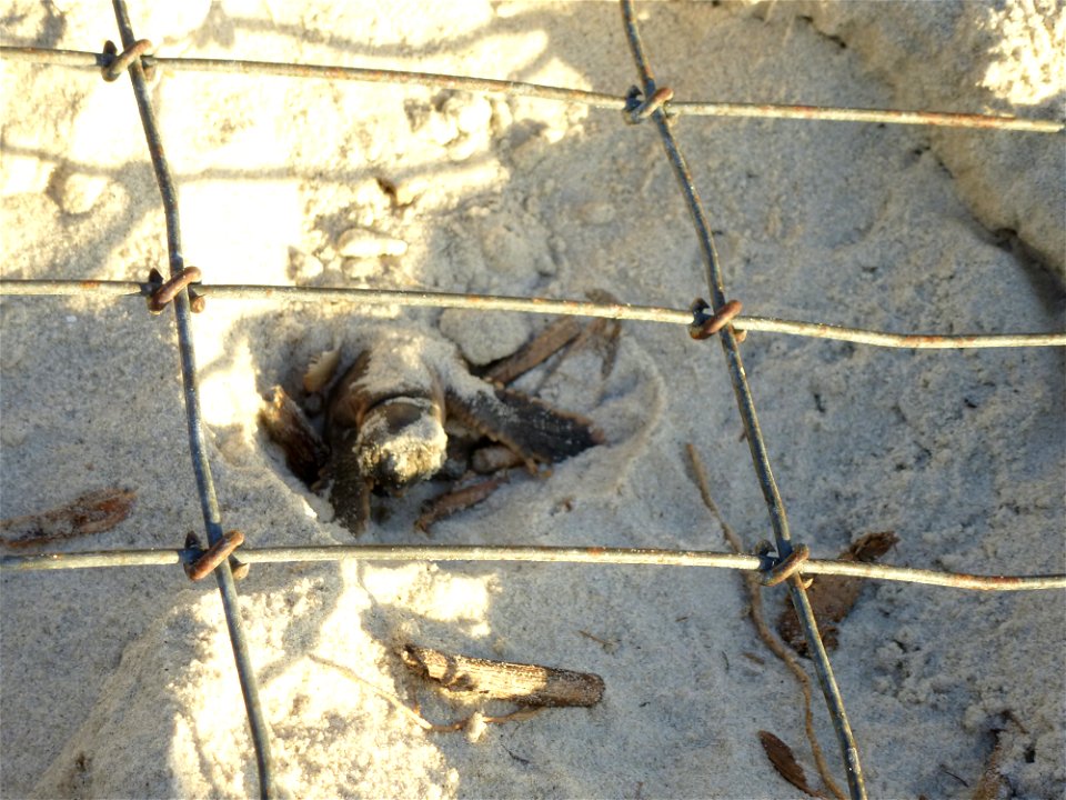 July 24, 2012- Blackbeard Island, GA
Resting in the shade before stretching his flippers, this baby needs to be alert to bypass all of the obstacles that await him on his journey to adulthood.

Credit