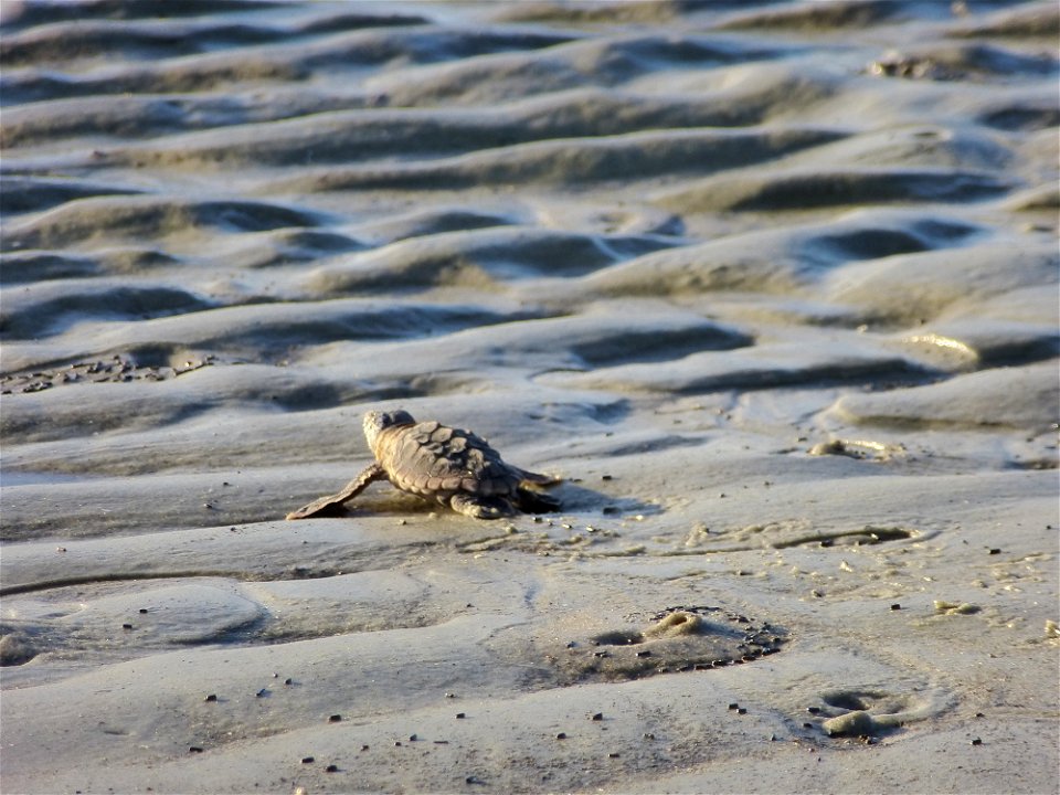 July 24, 2012- Blackbeard Island, GA
Climbing all the ripples and touching wet sand for the first time!

Credit: USFWS/Becky Skiba
