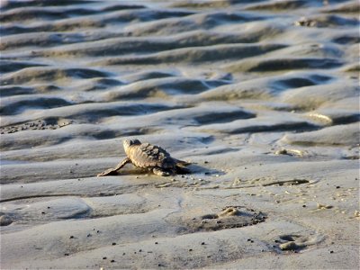 July 24, 2012- Blackbeard Island, GA
Climbing all the ripples and touching wet sand for the first time!

Credit: USFWS/Becky Skiba