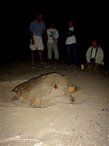 Image title: Loggerhead turtle builds her nest caretta caretta
Image from Public domain images website, http://www.public-domain-image.com/full-image/fauna-animals-public-domain-images-pictures/reptil