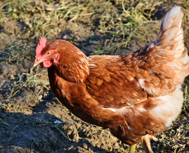 Poultry animal bird