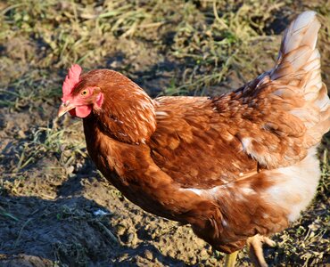 Poultry animal bird photo