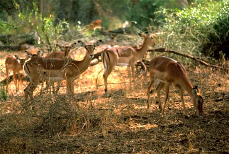 Image title: Impala African mammal
Image from Public domain images website, http://www.public-domain-image.com/full-image/fauna-animals-public-domain-images-pictures/antelope-pictures/impala-african-m