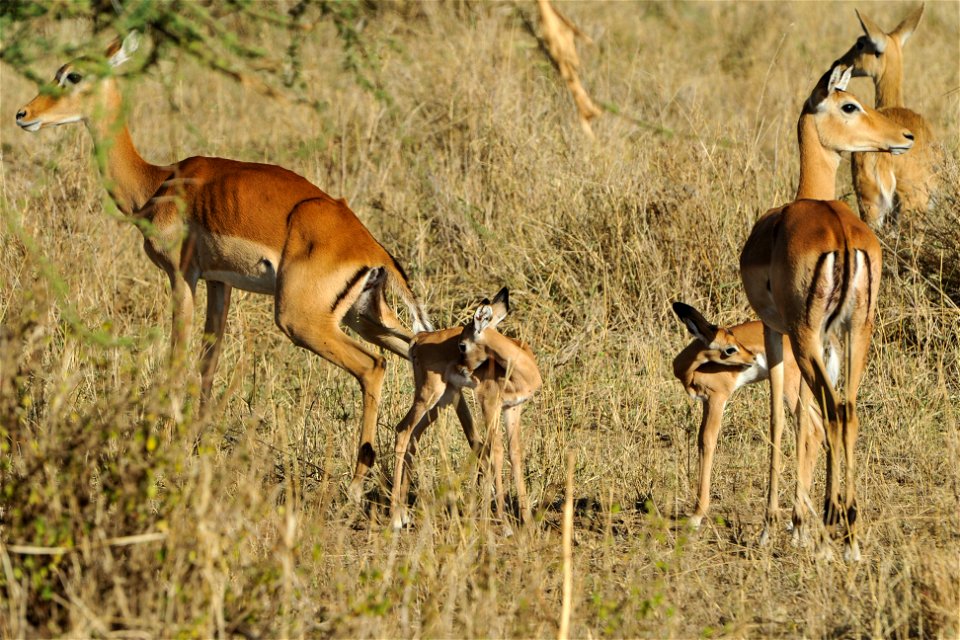 Impala graze in Serengeti National Park in Tanzania Nov. 13, 2013.