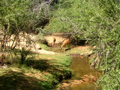 Two Aepyceros melampus melampus (Common impala) males (rams) drinking from a pond in Tsavo West National Park, Kenya.
