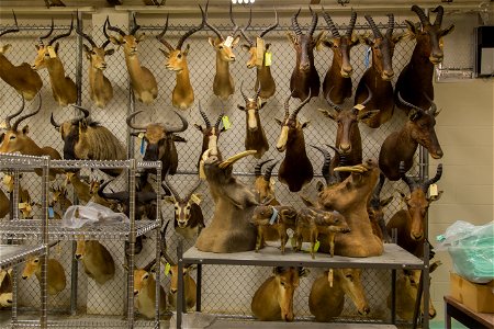 Wildlife Forensics Lab