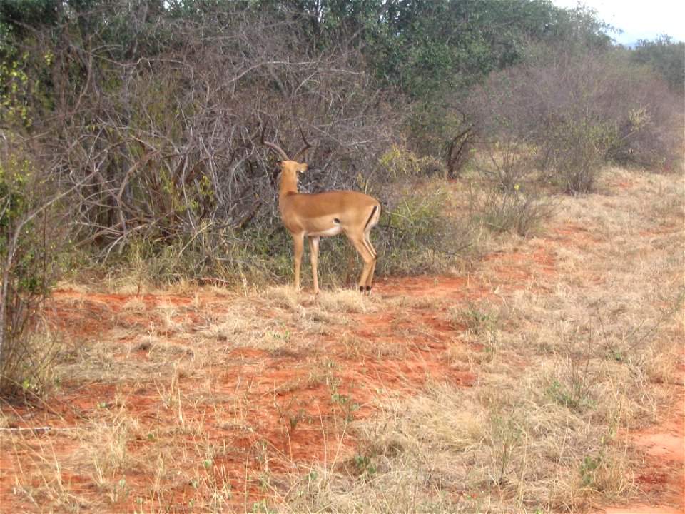 Aepyceros melampus melampus (Common impala) male (ram) in Tsavo West National Park, Kenya.