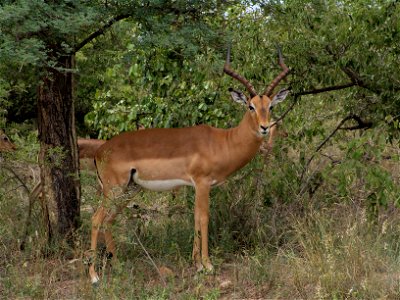 Impala a Kruger, South Africa