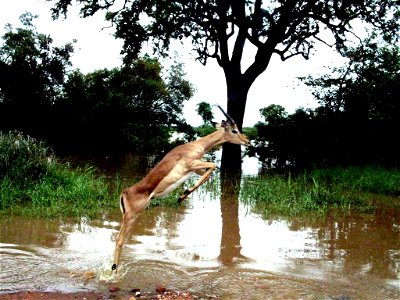 Photo taken in the Kruger National Park by Kyle Meerholz (en.wiki)