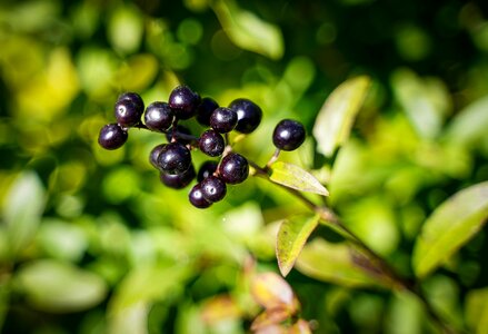 Living fence black green privet fence