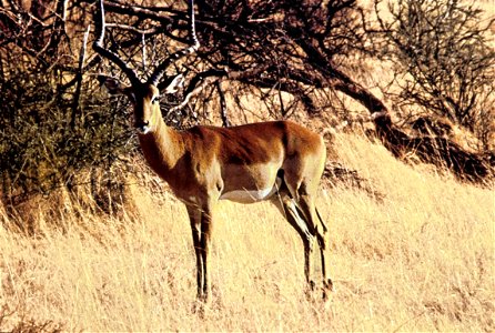 Impala männlich