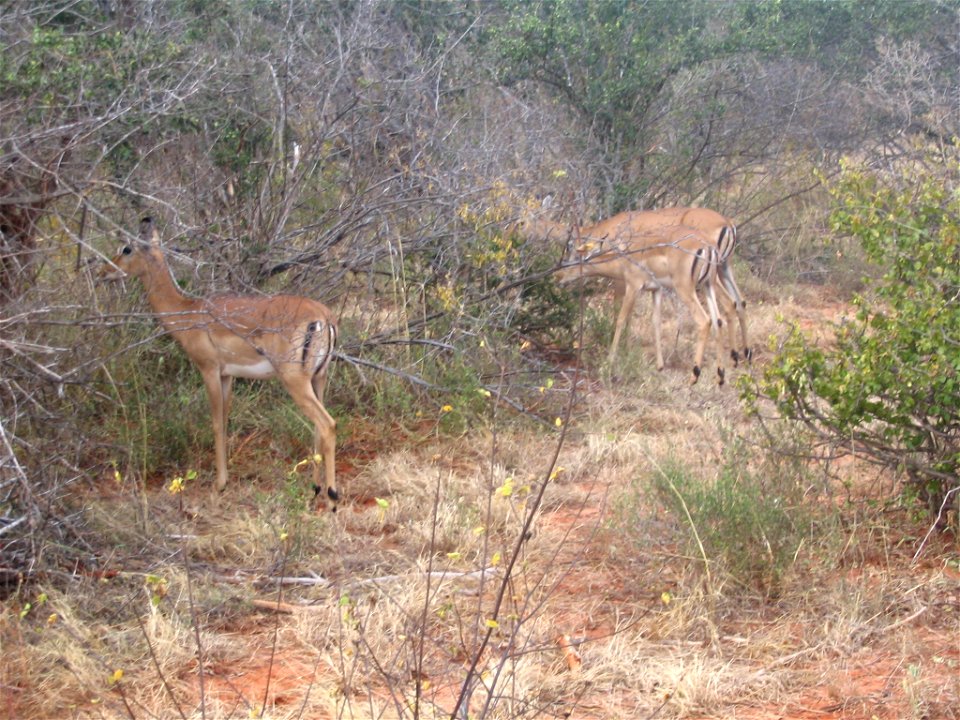 Aepyceros melampus melampus (Common impala) female (ewe) group in Tsavo West National Park, Kenya.