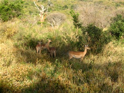 Aepyceros melampus melampus (Common impala) female (ewe) group in Tsavo West National Park, Kenya.