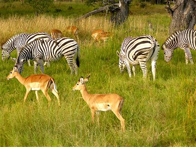 Zebras in Chobe National Park, Botswana photo