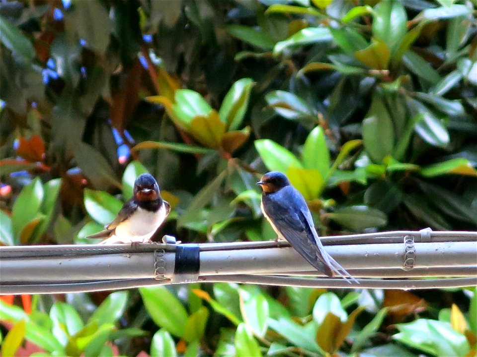 Barn swallow in Vernazza (Liguria, Italy).