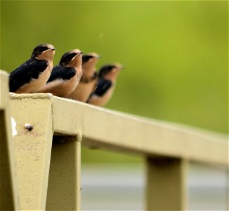 Baby birds like these barn swallows are fledging everywhere it seems, leaving their nests for a new phase of life! Photo by David Ellis/USFWS photo