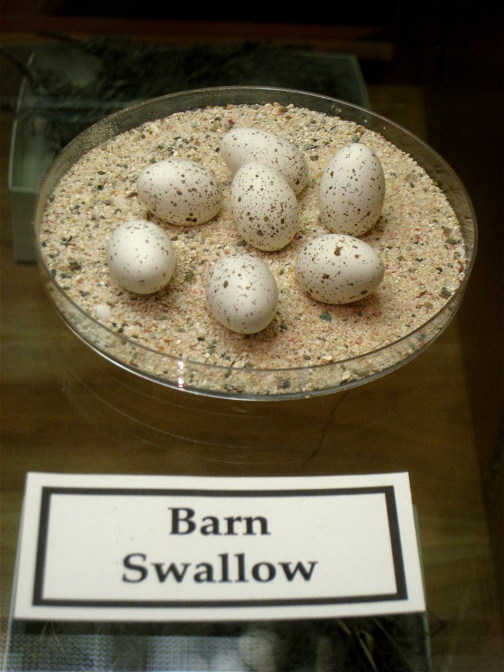 Barn swallow eggs in Museum of Science, Boston, Massachusetts, USA. Note that there was no prohibition against photography in the museum.