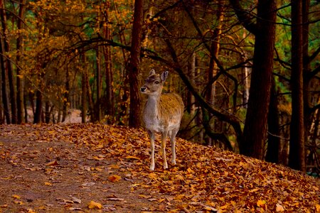 Animal forest nature