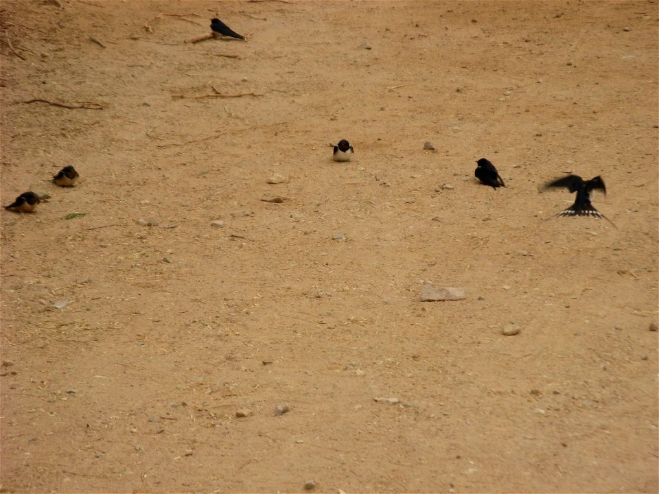 Hirundo rustica. Lotan, Israel.