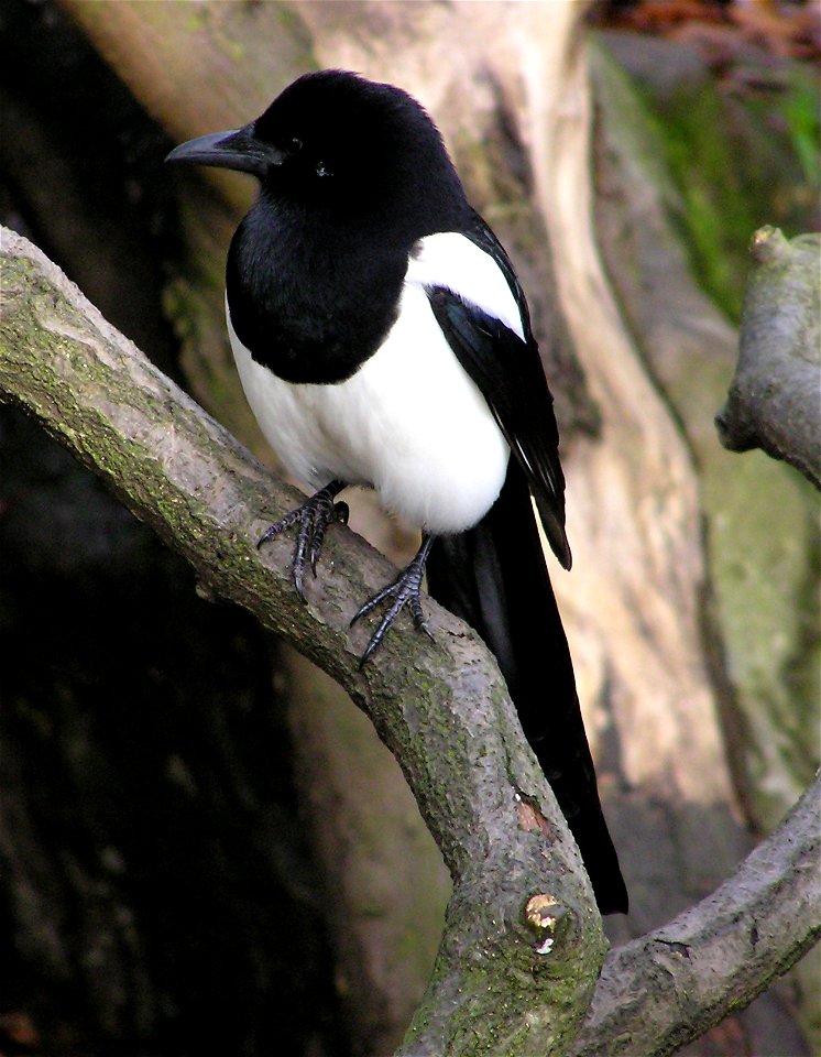 European Magpie Pica pica in Gloucestershire, England.