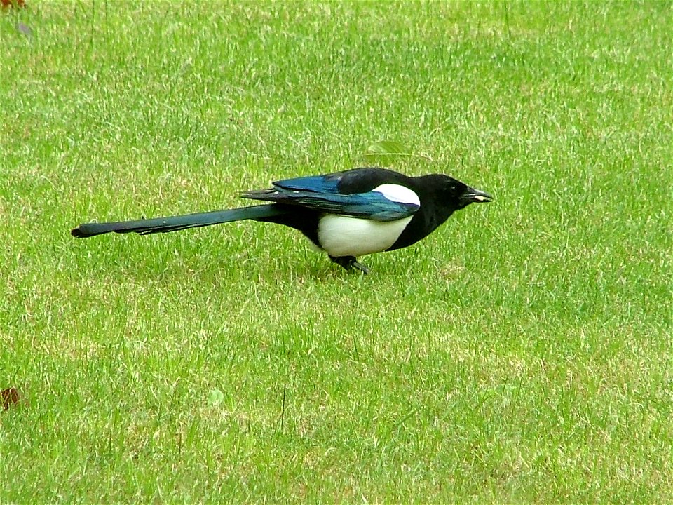 Agaesse (Pica pica) a Lîssin e moes d' may 2005 (poirtrait saetchî pa Martine Mahin)